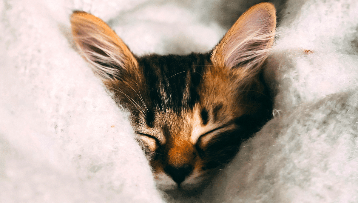 chat-malade-hiver