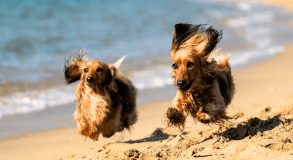 chien-plage
