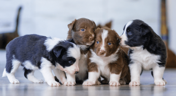 chiot
