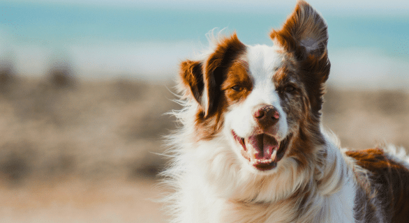 Chien