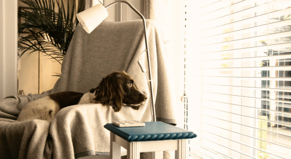 stress-du-chien-lors-de-départ