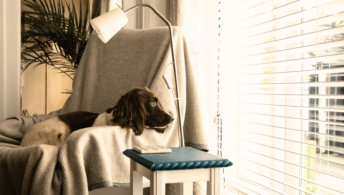 stress-du-chien-lors-de-départ