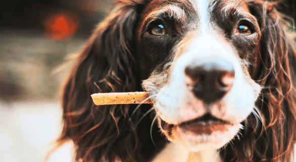 alimentation-chien
