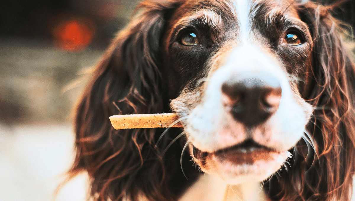alimentation-chien