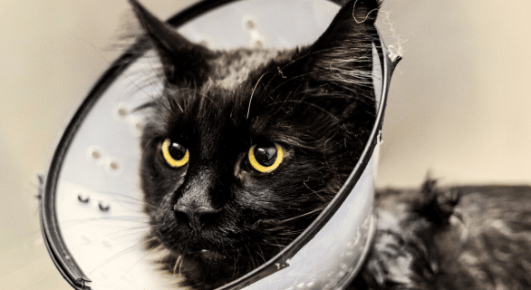 acné-chat