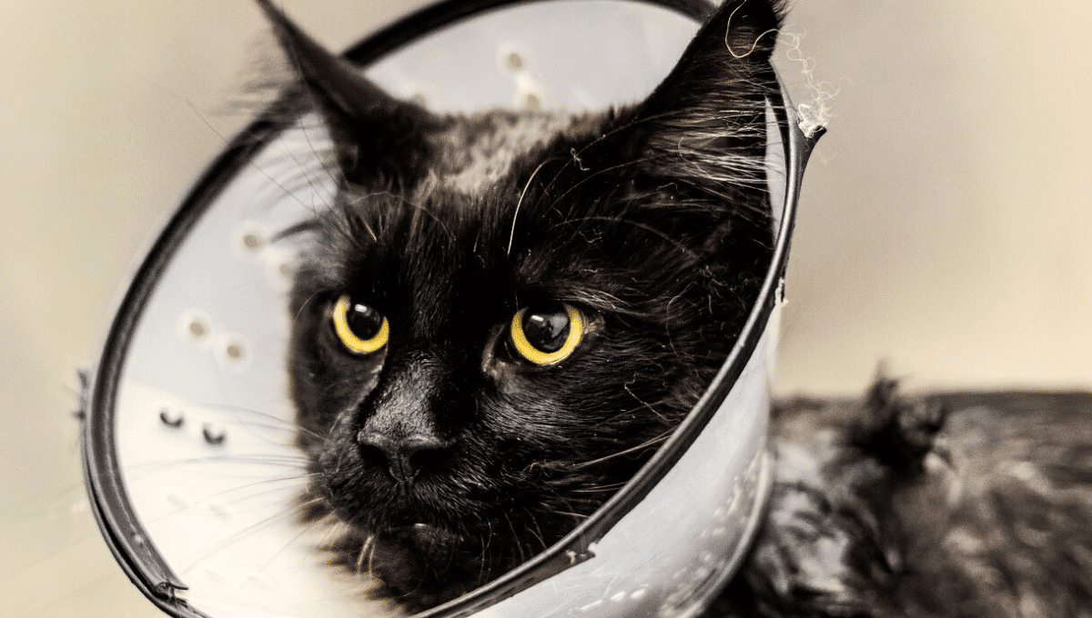 acné-chat