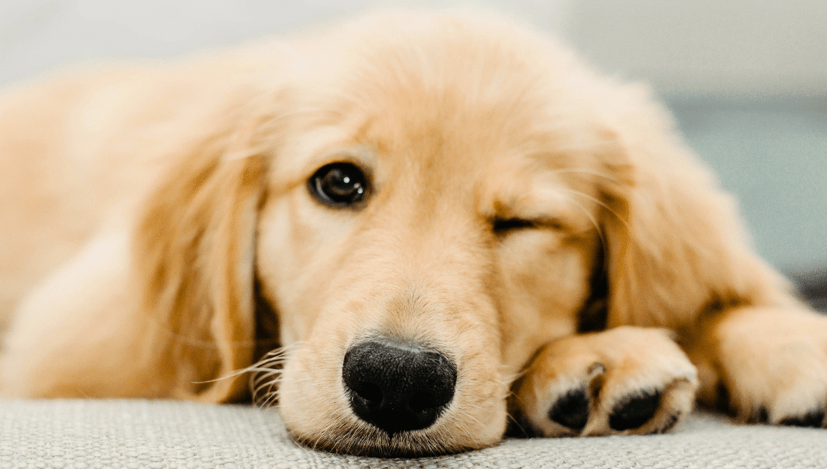 golden-retriever