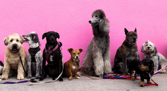 noms-chiens