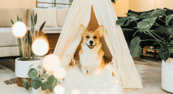 comprendre-son-chien