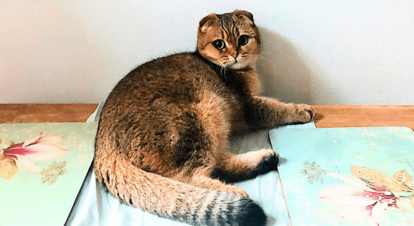 chat-ennui