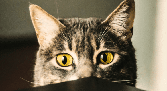 chat-punition