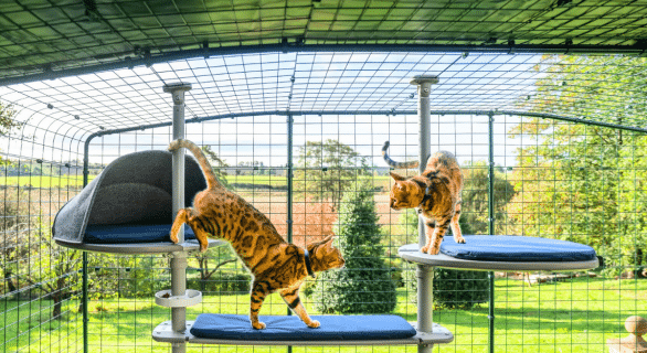 Omlet - Catio