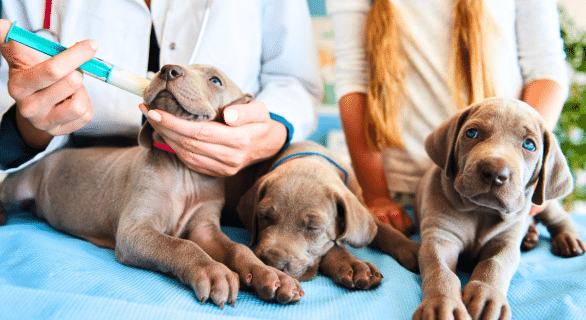 chiots-vaccin