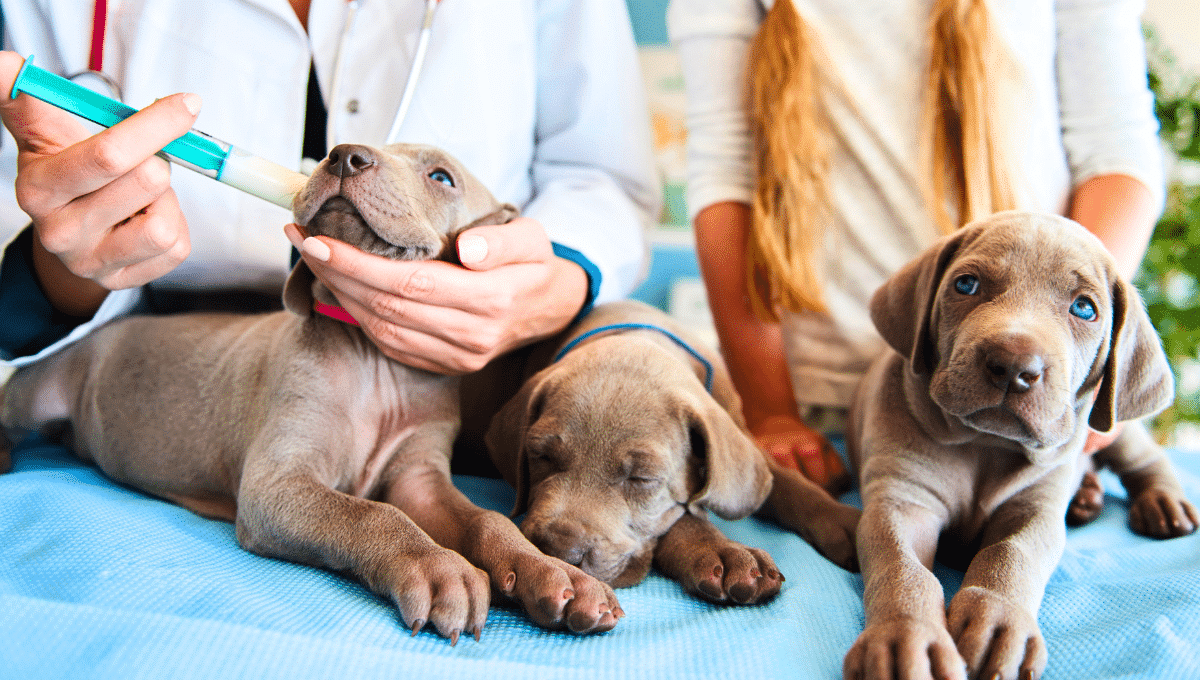 chiots-vaccin
