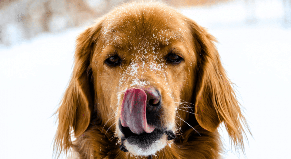 Chien hiver