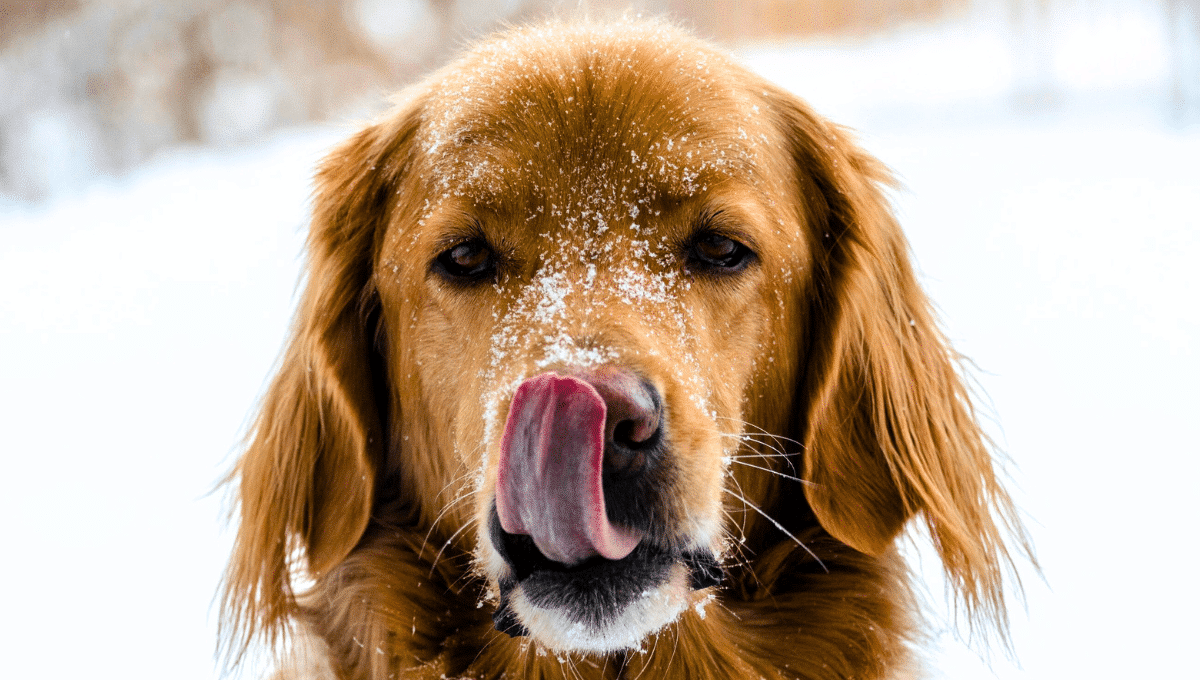 Chien hiver