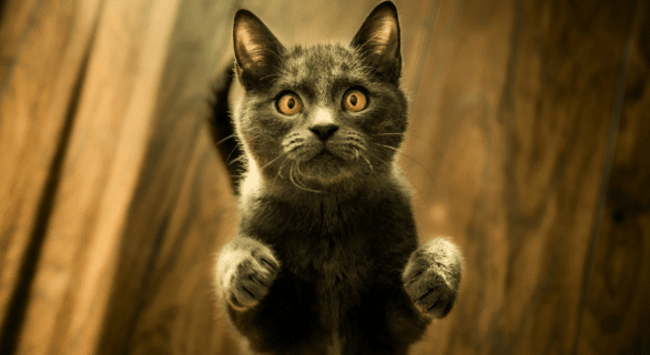 Asthme chat