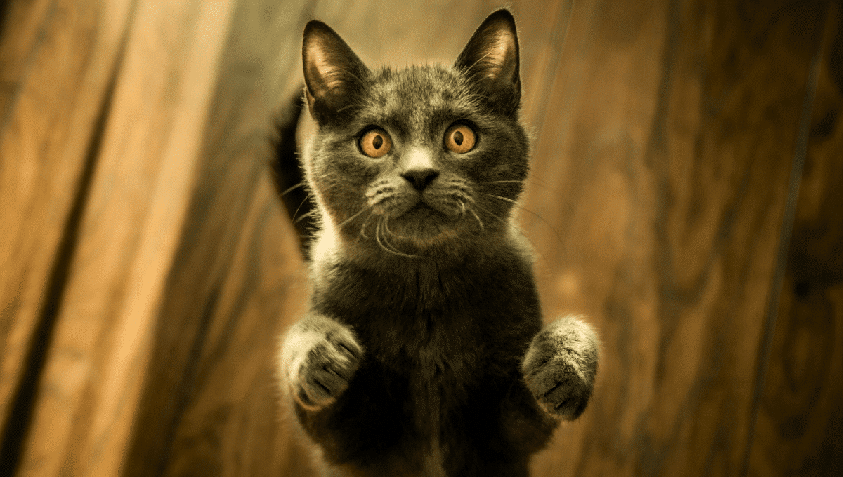Asthme chat