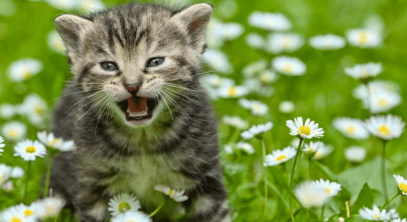 chat-miaule