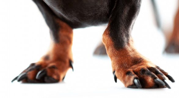 griffes-chien