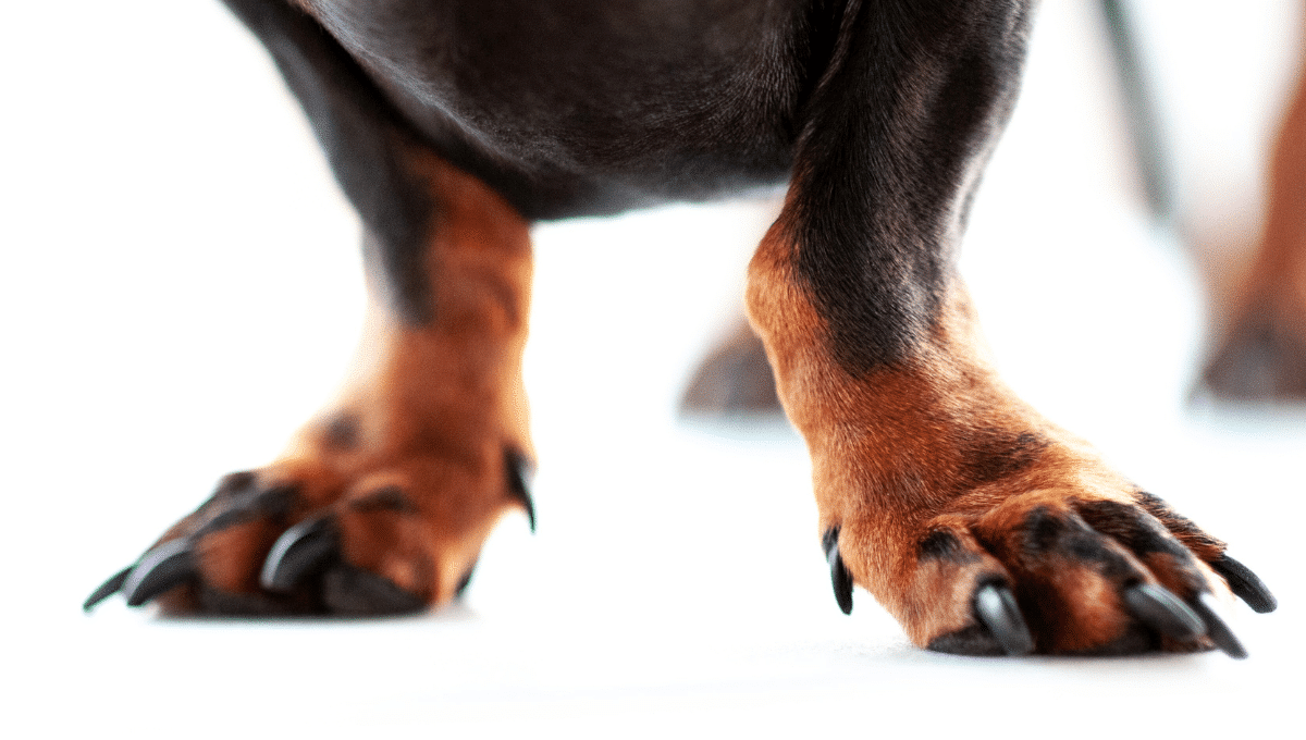 griffes-chien