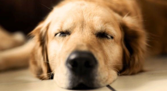 chien endormi