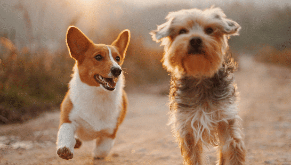chiens