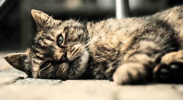 chat-gale