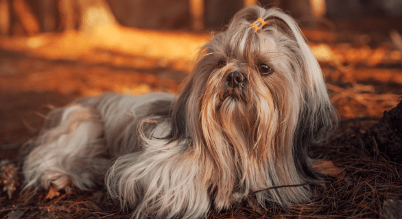 15 raisons de ne pas adopter un shih tzu