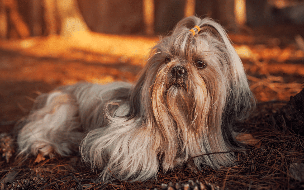 15 raisons de ne pas adopter un shih tzu