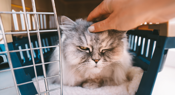 Comment mettre un chat dans une caisse de transport​
