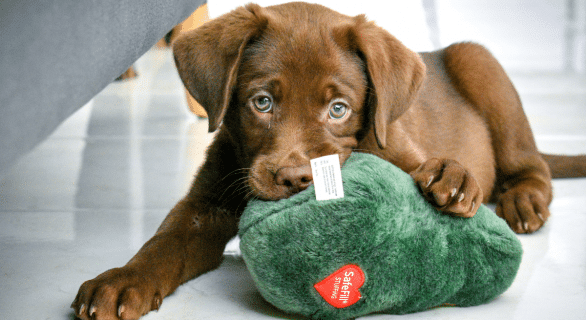 Mastocytome-du-Chien