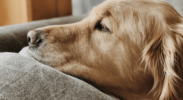 Abcès-chien