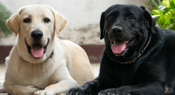 syndrome-de-la-queue-de-cheval-chez-le-chien