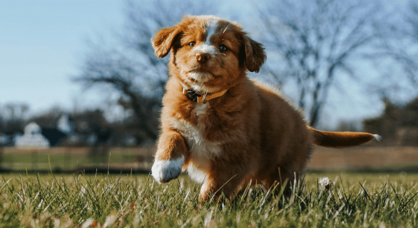 raisonnement-du-chien