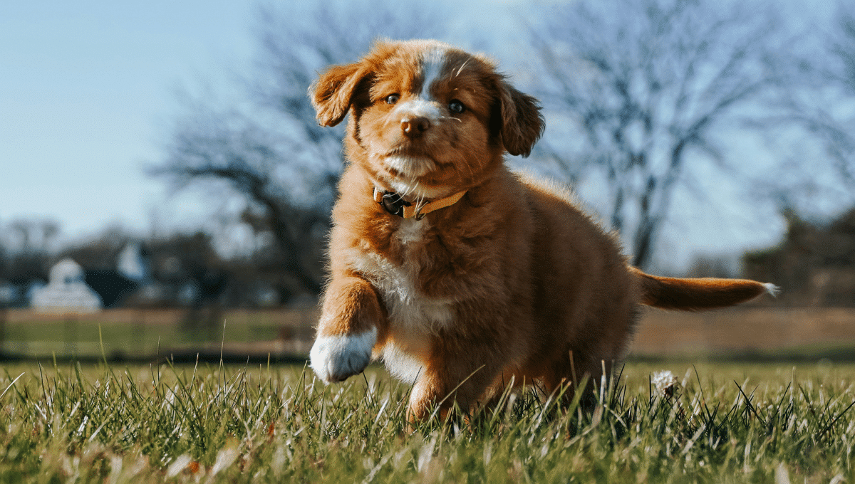 raisonnement-du-chien