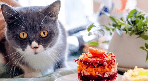 mon-chat-vole-la-nourriture