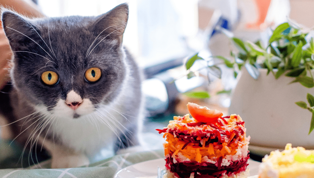 mon-chat-vole-la-nourriture