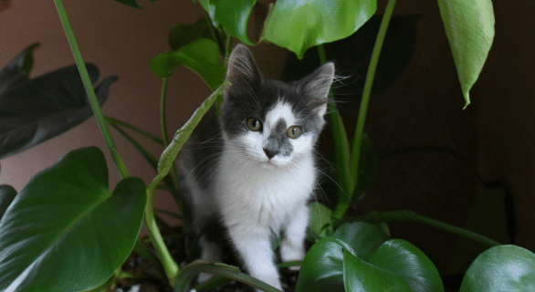 pourquoi-mon-chat-mange-des-plantes