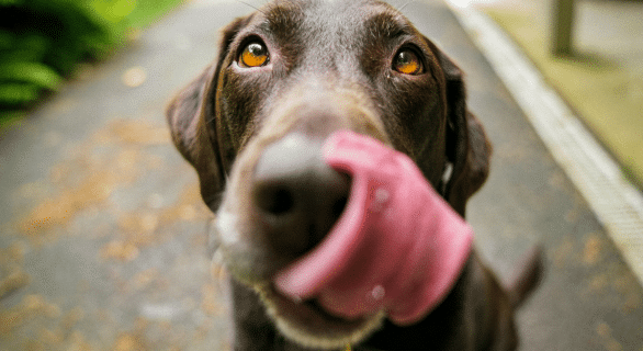 pourquoi-mon-chien-tire-la-langue