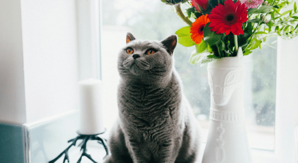 mon-chat-est-tombé-de-la-fenêtre