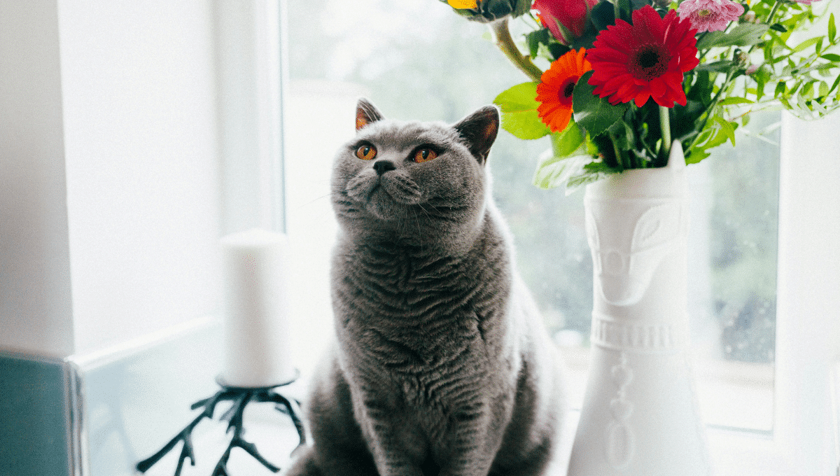 mon-chat-est-tombé-de-la-fenêtre