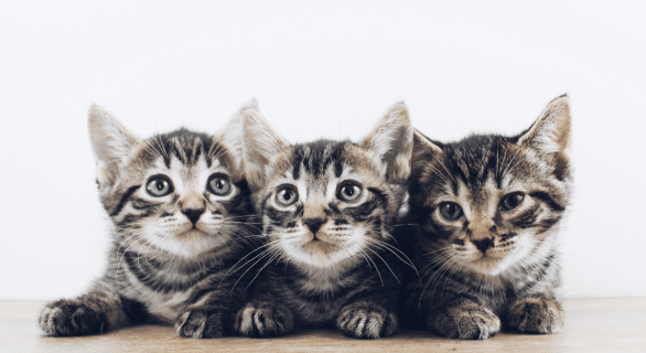 quel-chaton-choisir