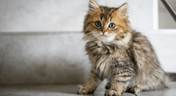 chaton-mâle-ou-femelle