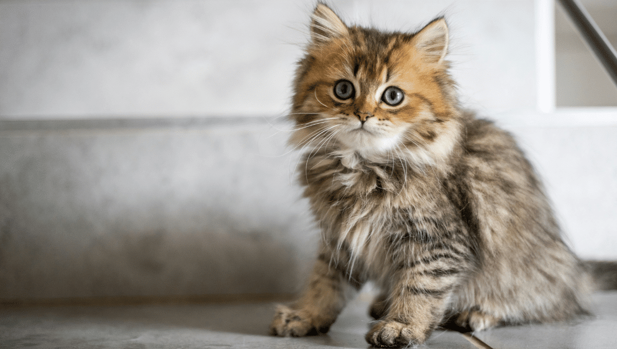 chaton-mâle-ou-femelle