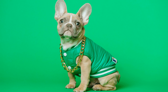 chien-assis