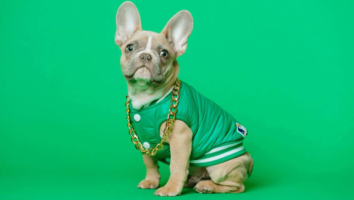 chien-assis