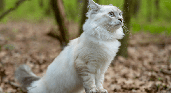 comment-choisir-une-race-de-chat