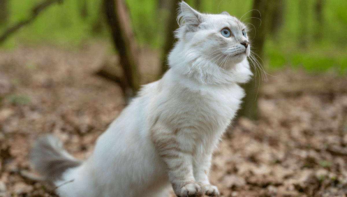 comment-choisir-une-race-de-chat