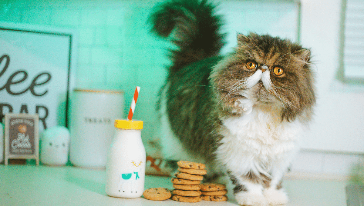 alimentation-du-chat